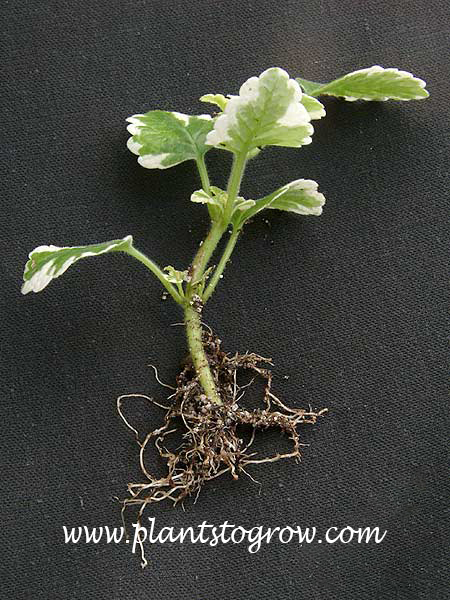 A rooted stem cutting of a Mint Leaf Swedish Ivy.